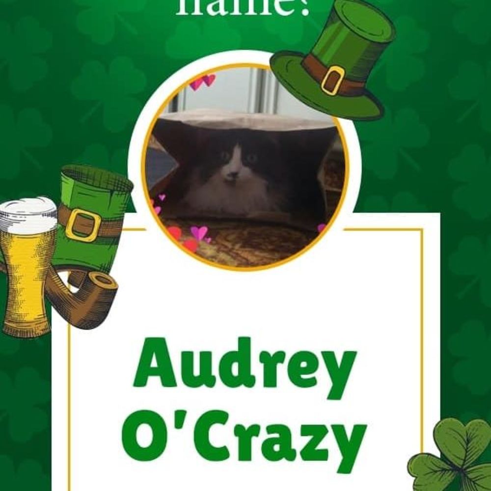 Meet your Posher, Audrey